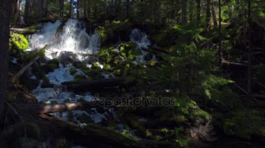 Su Cascade Clearwater Creek Umpqua Ulusal Ormanı 