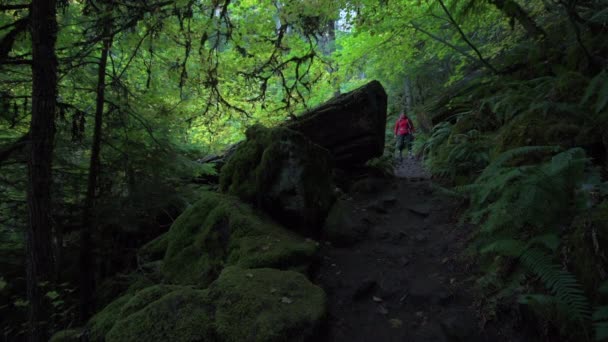 Mochilero en el camino a Watson Falls Oregon — Vídeo de stock