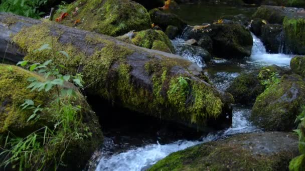 Oregon kaskaden watson creek oregon — Stockvideo