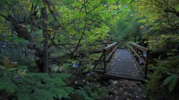 Vandring flicka på Toketee Falls Trail Oregon — Stockvideo