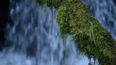 Yosun kaplı ağaç mavi cascade Watson Creek Oregon karşı