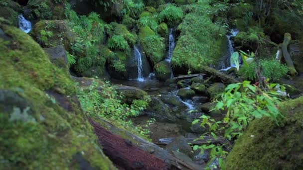 Cala de Watson de cascadas de Oregon Oregon — Vídeo de stock