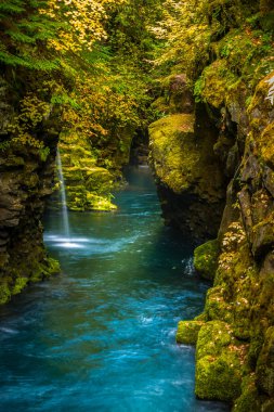 Blue stream and Fern covered Canyon Above Toketee Falls Douglas  clipart