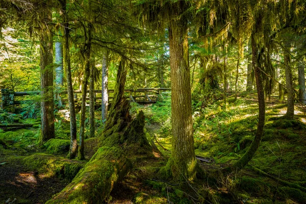 Thick moss covered trees and a foot bridge on a Sahalie Falls Tr — Stock Photo, Image