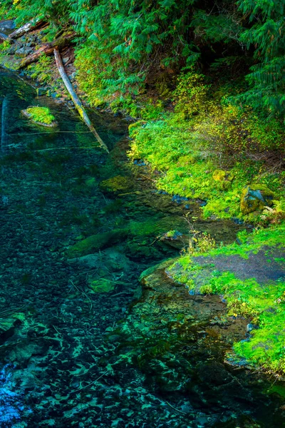 Vízpart közeli Tamolitch kék medence Oregon — Stock Fotó