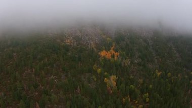 Kalın sabah dağ sis Oregon manzara üzerinde hava 