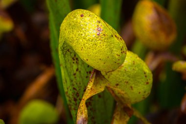 Kobra Lilly Darlingtonia Californica yakın çekim