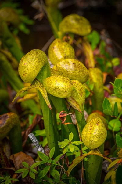 Cobra Lilly Darlingtonia Californica — Stock Photo, Image