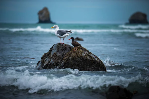 Oregon Coast Birds — Stock Photo, Image