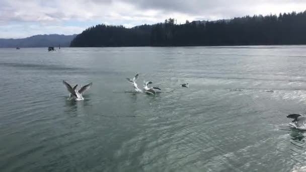 Gaivotas lutando por comida — Vídeo de Stock