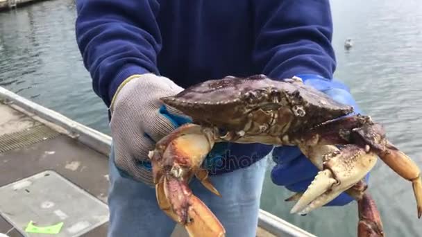 Visser toont krab aan een toeristische Oregon Usa — Stockvideo