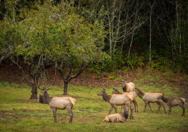 Roosevelt boğa Elk Cervus canadensis roosevelti