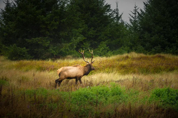 Roosevelt Bull Elk Cervus canadensis roosevelti — Zdjęcie stockowe