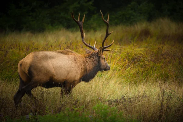 ルーズベルト雄牛エルク Cervus canadensis roosevelti — ストック写真