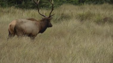 Roosevelt boğa Elk Cervus canadensis roosevelti