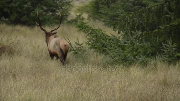 Roosevelt Bull Elk Cervus canadensis roosevelti — Stock video