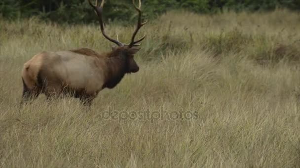 Toro de Roosevelt Elk Cervus canadensis roosevelti — Vídeos de Stock