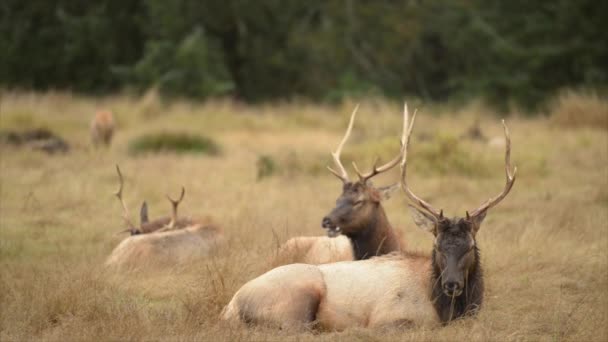 Toro de Roosevelt Elk Cervus canadensis roosevelti — Vídeo de stock