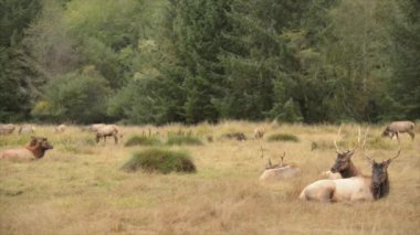 Roosevelt boğa Elk Cervus canadensis roosevelti