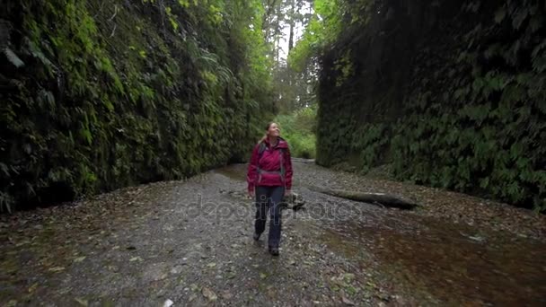 Mochilero explorando Fern Canyon California — Vídeos de Stock