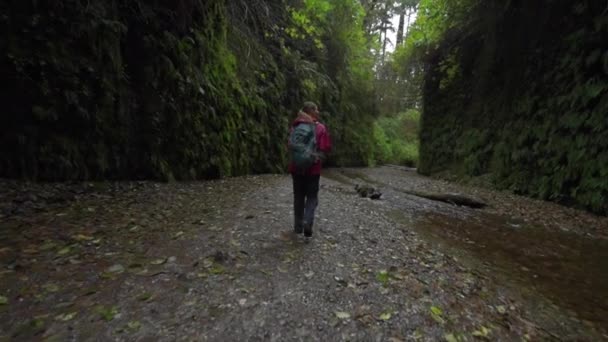 Mochilero explorando Fern Canyon California — Vídeo de stock