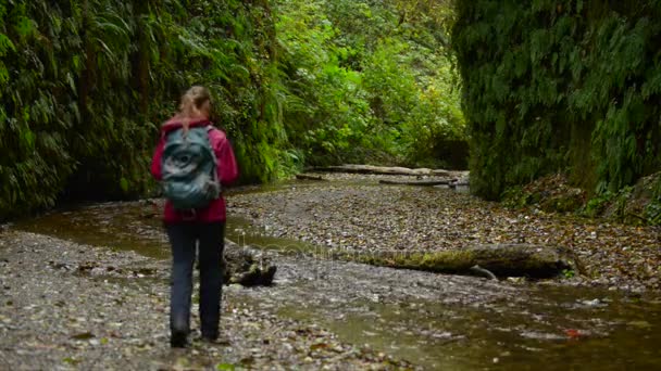 Backpacker zkoumání Fern Canyon Kalifornie — Stock video