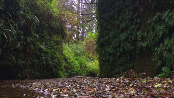 Fern Canyon Kalifornie — Stock video