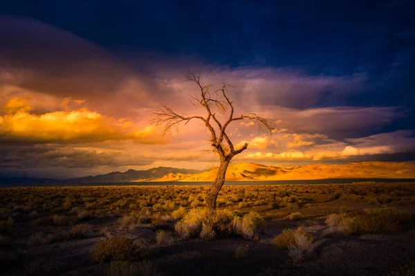 Árvore solitária em Sunset Pyramid Lake Nevada — Fotografia de Stock