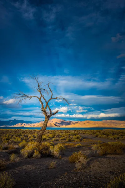 Lone Tree w Nevada jezioro zachód słońca Piramida — Zdjęcie stockowe