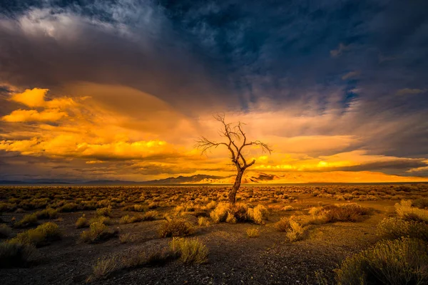 Lone Tree at Sunset Pyramid Lake Nevada — Stock Photo, Image