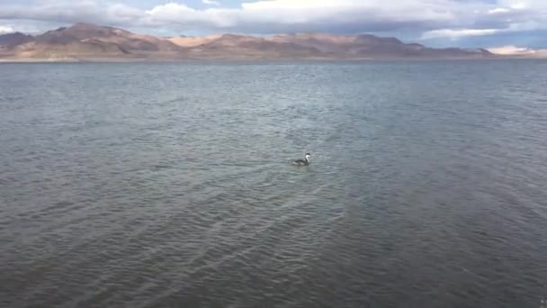 Potápka západní Pyramid Lake Nevada — Stock video