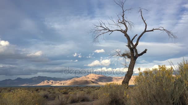 Osamělý strom při západu slunce Pyramid Lake Nevada — Stock video