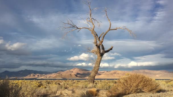 Einsamer Baum bei Sonnenuntergang Pyramidensee Nevada — Stockvideo