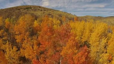 Hava renkli Aspen ağaçlar Nevada sonbahar yaprakları