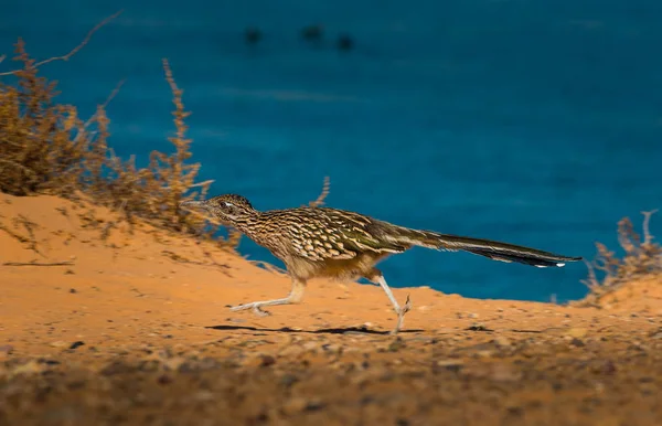 Greater Roadrunner Geococcyx californianus — Stock Photo, Image