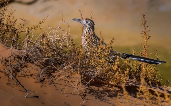 Greater Roadrunner Coccyx cyanus — стоковое фото