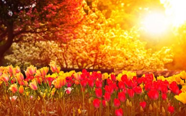 Bahar bahçe gün batımında 