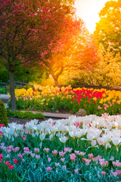 Jardín de primavera al atardecer — Foto de Stock