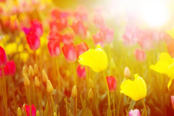 Tulipanes al atardecer — Foto de Stock