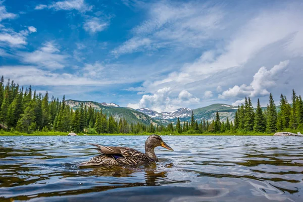 Kayıp göl Colorado yeşilbaş ördek — Stok fotoğraf
