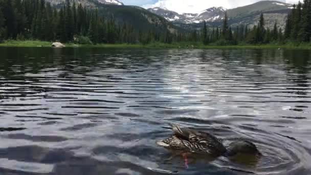 Mallard Duck op verloren Lake Colorado — Stockvideo