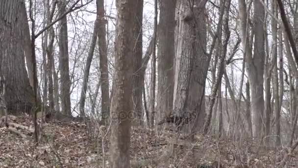 Wild Turkey in the woods — Stock Video