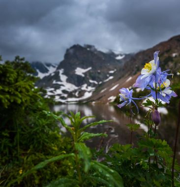 Colorado mavi Columbine beyaz ve lavanta kayalık dağ Columb