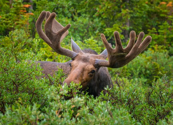 Moose close-up near long lake trail Colorado — Stock Photo, Image