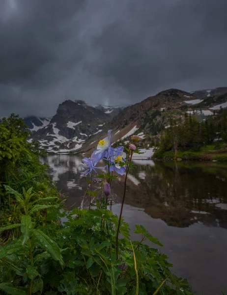 Colorado Blue Columbine bílá a levandulová Rocky Mountain Columb — Stock fotografie