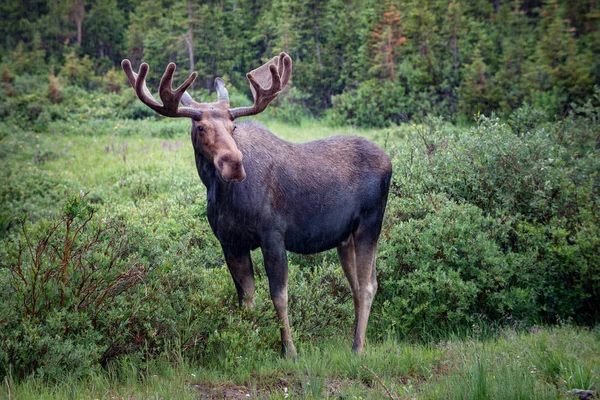 Łoś w pobliżu jeziora długi szlak Colorado — Zdjęcie stockowe