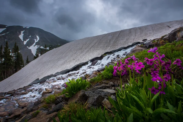 Parrys Primrose Primula parryi fleurs Fonte Glacier Neige près — Photo