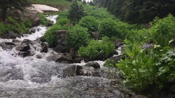 Colorado Paisaje cascada de agua cerca del sendero del lago Isabella — Vídeos de Stock