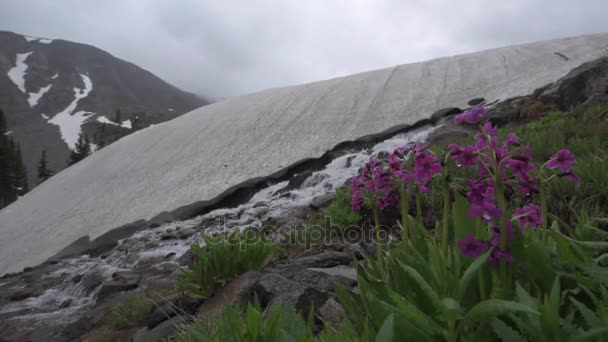 Parrys Primrose Primula parryi blommor smältande glaciär snö nära sjön Isabelle — Stockvideo