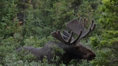 Moose yakın çekim 